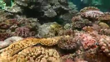 澳大利亚昆士兰大堡礁珊瑚海中的珊瑚礁上的浮潜